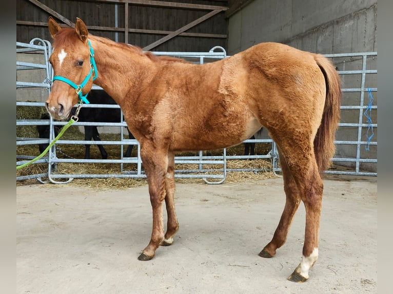 American Quarter Horse Stute 1 Jahr 150 cm Red Dun in Echternacherbrück