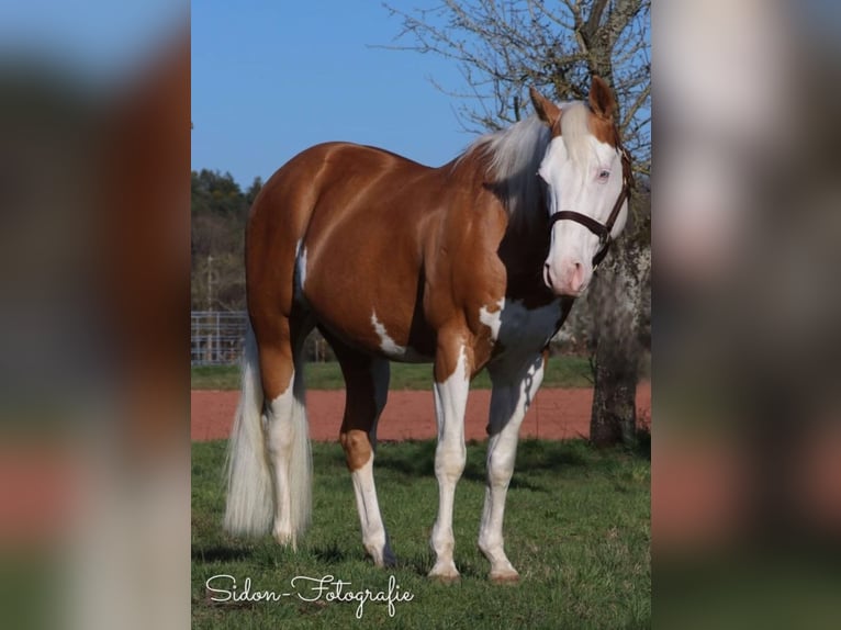 American Quarter Horse Stute 1 Jahr 150 cm in Niederwerrn