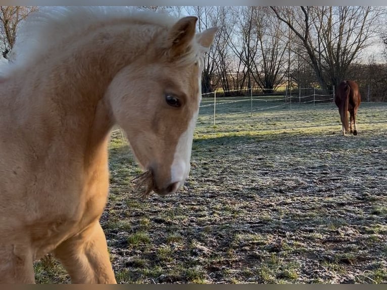 American Quarter Horse Stute 1 Jahr 150 cm in Niederwerrn