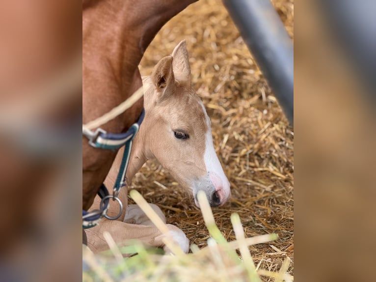 American Quarter Horse Stute 1 Jahr 150 cm in Niederwerrn