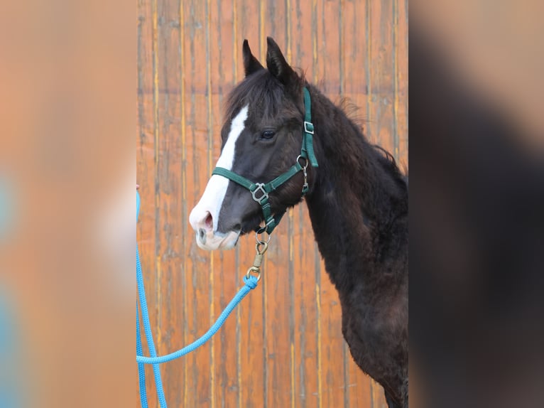 American Quarter Horse Stute 1 Jahr 150 cm  in Reichelsheim