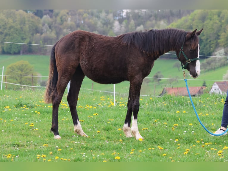 American Quarter Horse Stute 1 Jahr 150 cm  in Reichelsheim