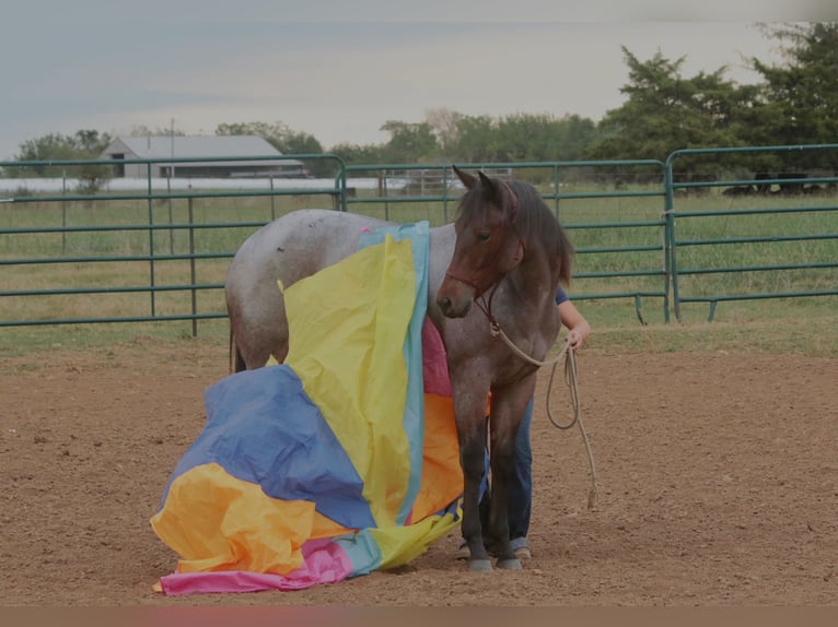 American Quarter Horse Stute 1 Jahr 150 cm Roan-Bay in Mount Vernon