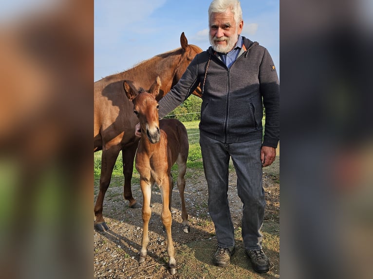 American Quarter Horse Stute 1 Jahr 150 cm Roan-Bay in Müglitztal