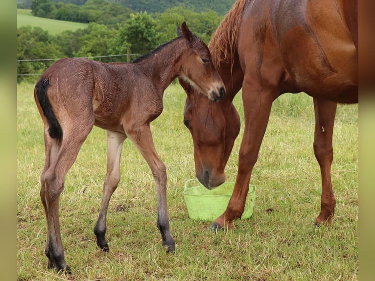American Quarter Horse Stute 1 Jahr 150 cm Roan-Bay in Müglitztal