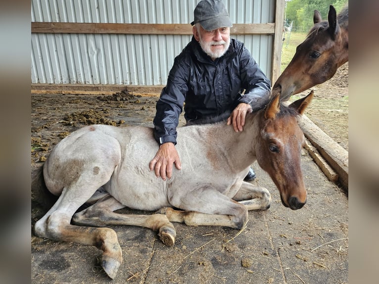 American Quarter Horse Stute 1 Jahr 150 cm Roan-Bay in Müglitztal