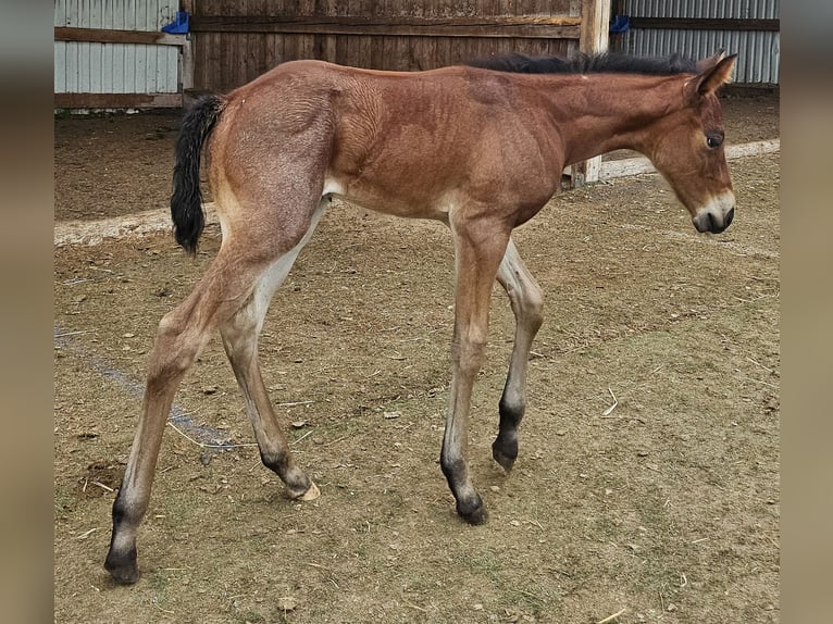 American Quarter Horse Stute 1 Jahr 150 cm Roan-Bay in Müglitztal