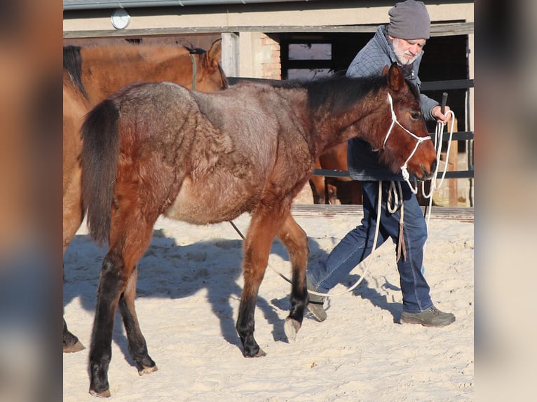 American Quarter Horse Stute 1 Jahr 150 cm Roan-Bay in Müglitztal