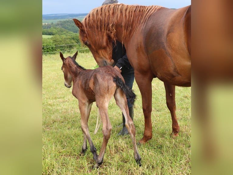 American Quarter Horse Stute 1 Jahr 150 cm Roan-Bay in Müglitztal