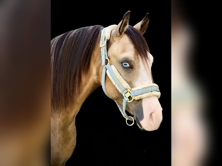 American Quarter Horse Stute 1 Jahr 150 cm Roan-Bay in Liebenau