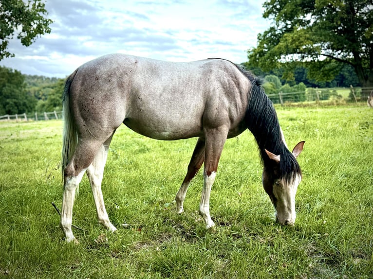 American Quarter Horse Stute 1 Jahr 150 cm Roan-Bay in Liebenau