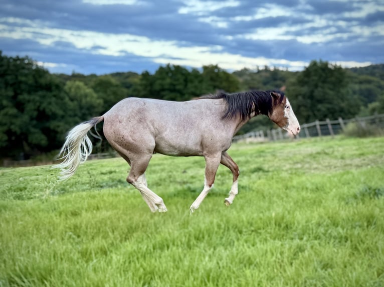 American Quarter Horse Stute 1 Jahr 150 cm Roan-Bay in Liebenau