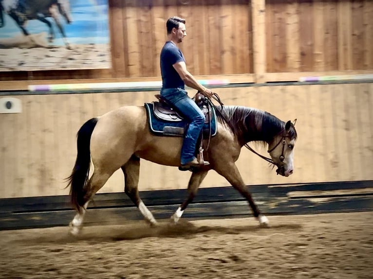 American Quarter Horse Stute 1 Jahr 150 cm Roan-Bay in Liebenau