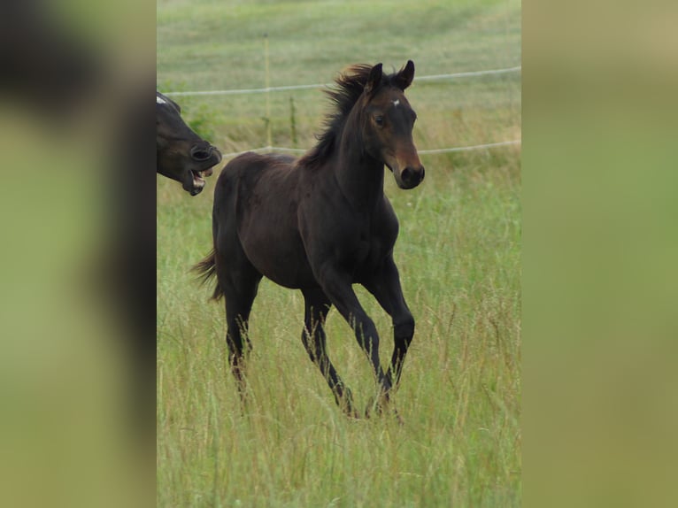 American Quarter Horse Stute 1 Jahr 150 cm Schwarzbrauner in Linsburg