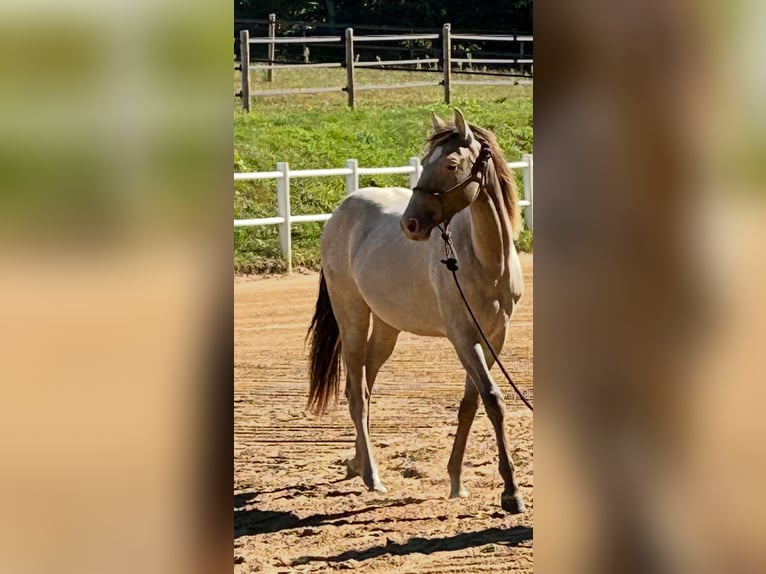 American Quarter Horse Stute 1 Jahr 151 cm Champagne in Scharbeutz