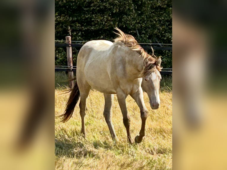 American Quarter Horse Stute 1 Jahr 151 cm Champagne in Scharbeutz