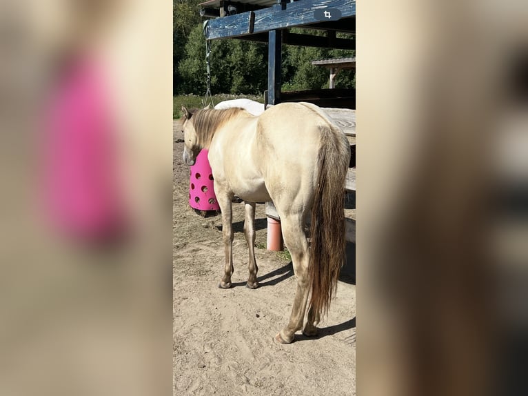 American Quarter Horse Stute 1 Jahr 151 cm Champagne in Scharbeutz