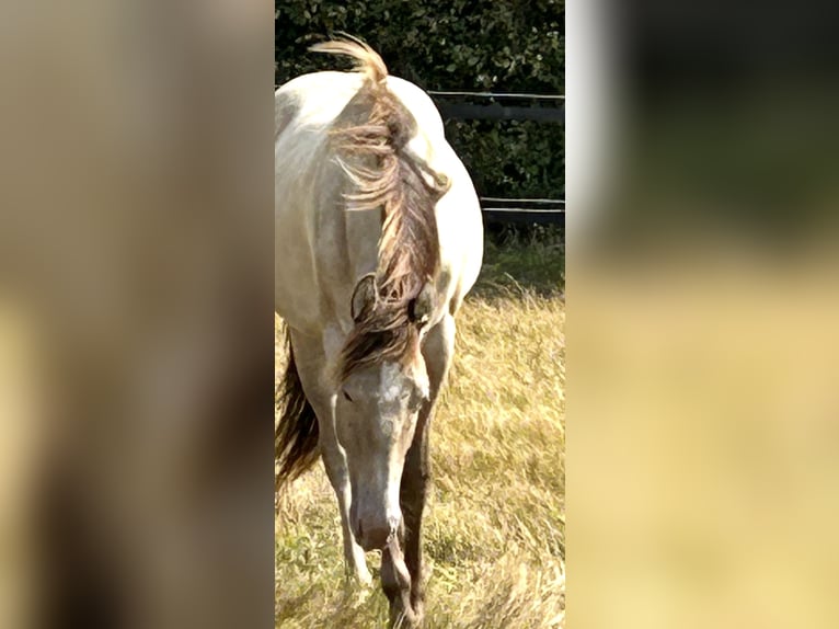 American Quarter Horse Stute 1 Jahr 151 cm Champagne in Scharbeutz