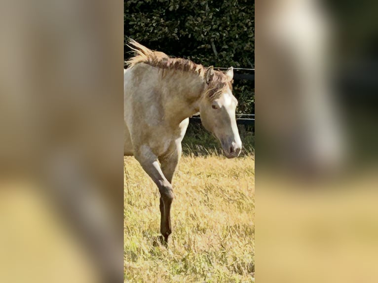American Quarter Horse Stute 1 Jahr 151 cm Champagne in Scharbeutz