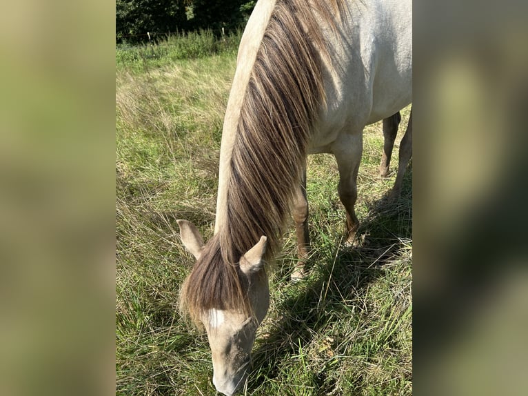 American Quarter Horse Stute 1 Jahr 151 cm Champagne in Scharbeutz