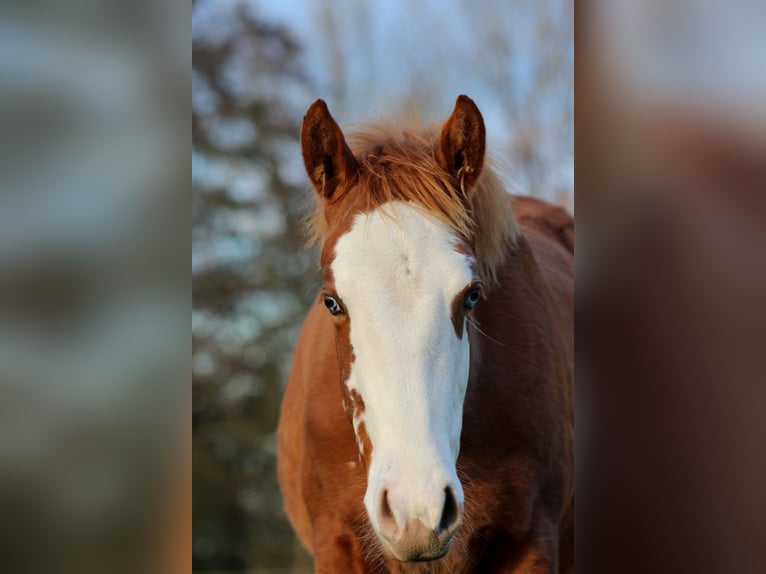 American Quarter Horse Stute 1 Jahr 151 cm Fuchs in Stade