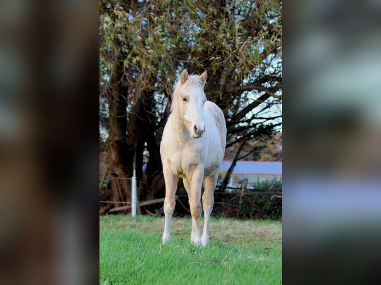 American Quarter Horse Stute 1 Jahr 151 cm Palomino in Stade