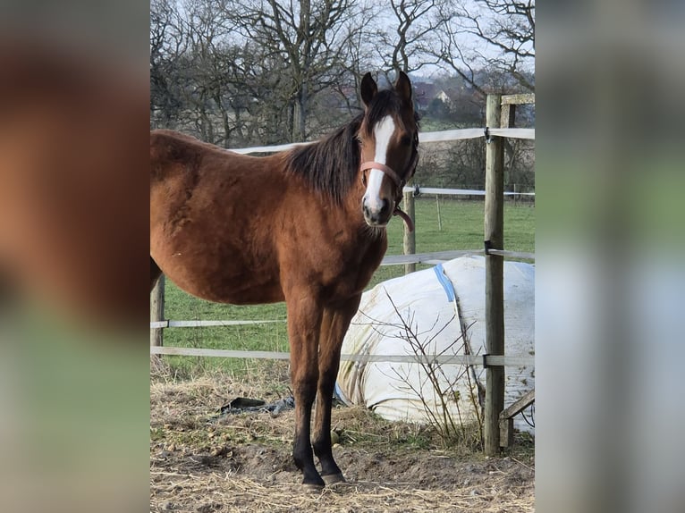 American Quarter Horse Stute 1 Jahr 152 cm Brauner in Herdwangen-Schönach