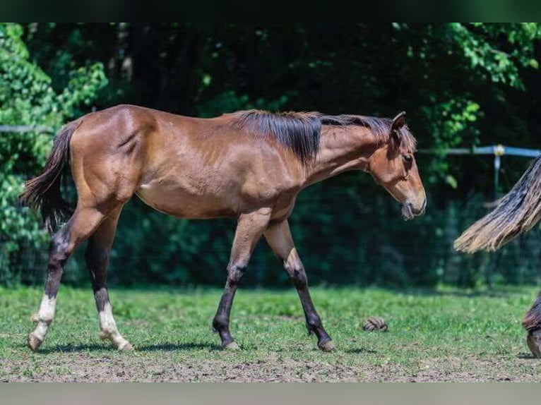 American Quarter Horse Stute 1 Jahr 152 cm Dunkelbrauner in Marengo, Illinois