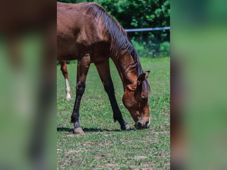 American Quarter Horse Stute 1 Jahr 152 cm Dunkelbrauner in Marengo, Illinois