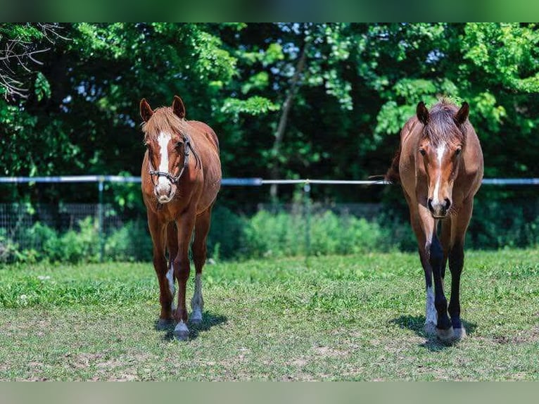 American Quarter Horse Stute 1 Jahr 152 cm Dunkelbrauner in Marengo, Illinois