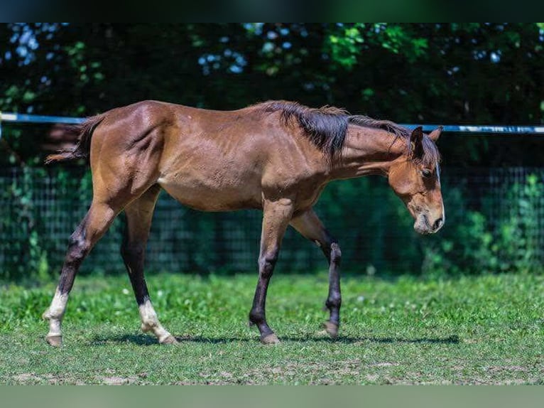 American Quarter Horse Stute 1 Jahr 152 cm Dunkelbrauner in Marengo, Illinois