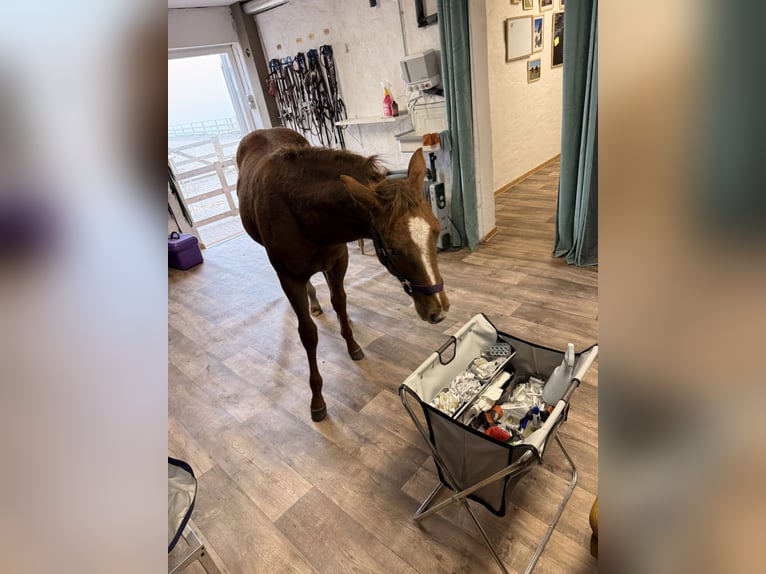 American Quarter Horse Stute 1 Jahr 152 cm Fuchs in Schönberg