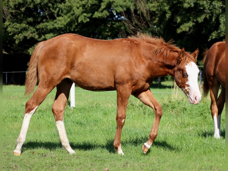 American Quarter Horse Stute 1 Jahr 152 cm Fuchs in Stade