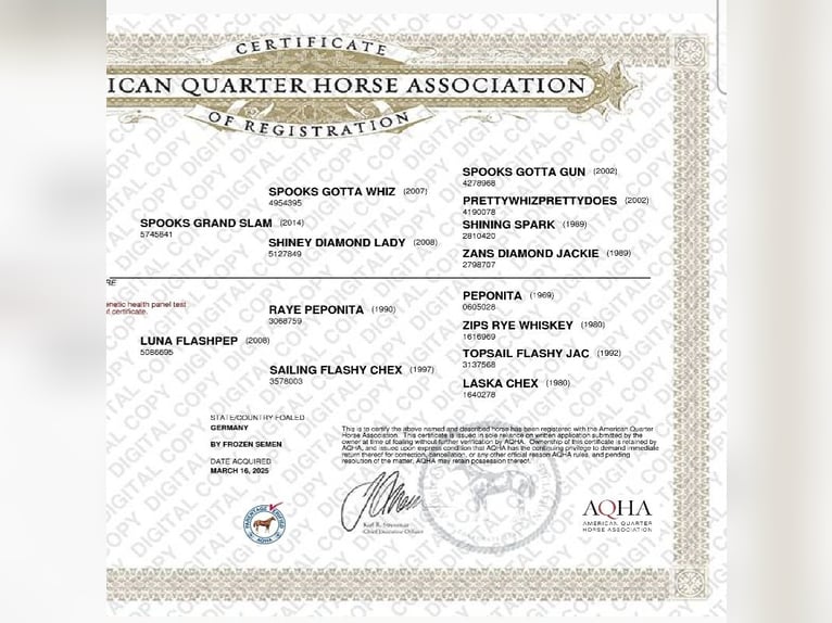 American Quarter Horse Stute 1 Jahr 152 cm Palomino in Halfing