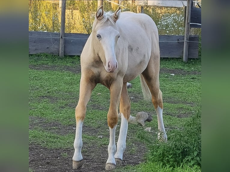 American Quarter Horse Stute 1 Jahr 152 cm Palomino in Halfing