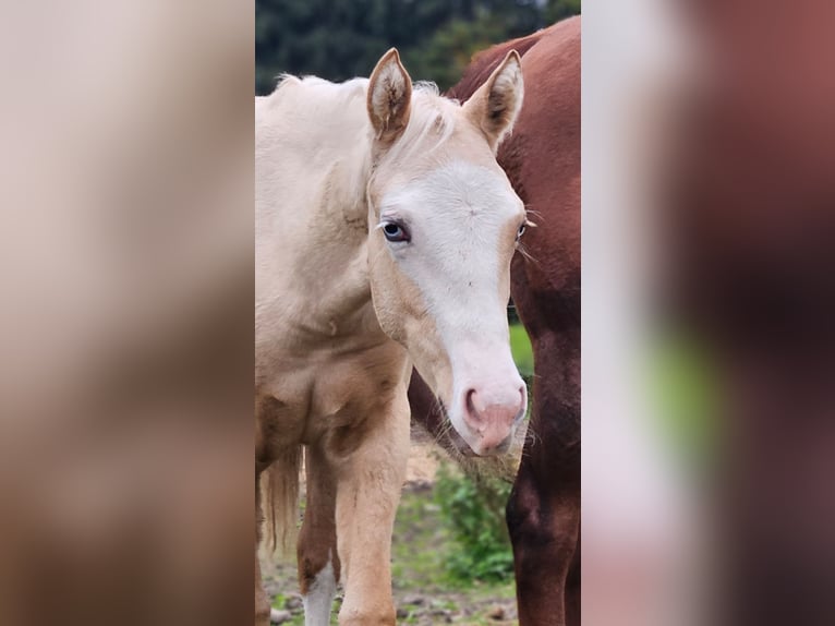 American Quarter Horse Stute 1 Jahr 152 cm Palomino in Halfing