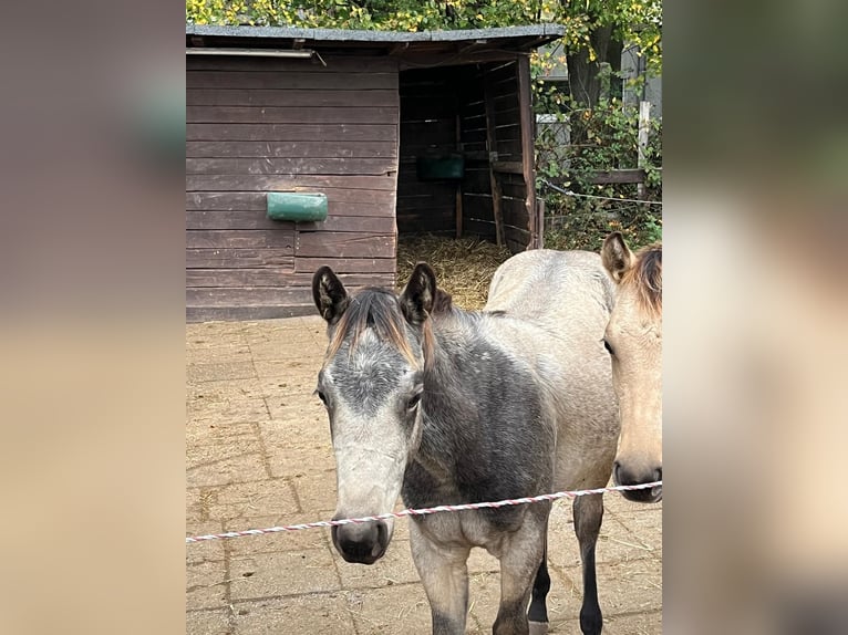 American Quarter Horse Stute 1 Jahr 153 cm Buckskin in Bergkamen