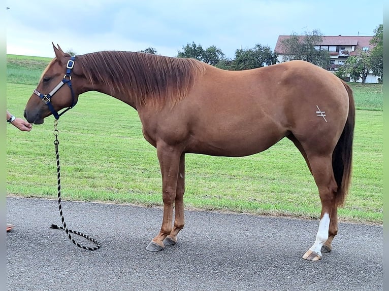 American Quarter Horse Stute 1 Jahr 153 cm Dunkelfuchs in Göggingen