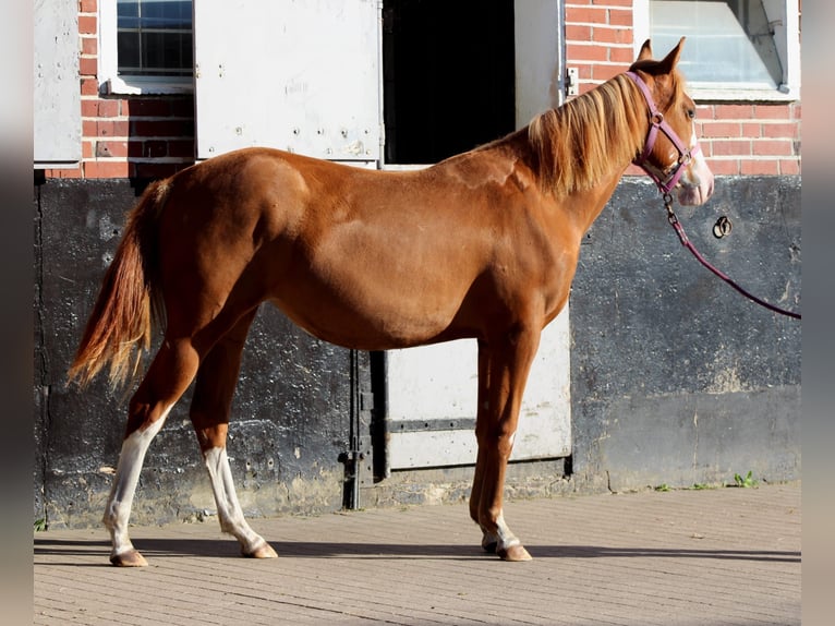 American Quarter Horse Stute 1 Jahr 153 cm Fuchs in Stade