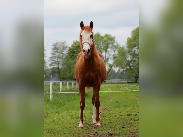 American Quarter Horse Stute 1 Jahr 153 cm Fuchs in Stade