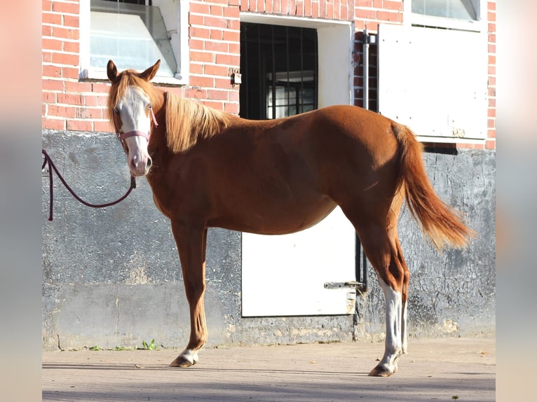 American Quarter Horse Stute 1 Jahr 153 cm Fuchs in Stade