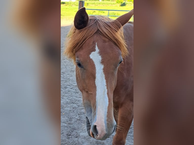 American Quarter Horse Stute 1 Jahr 153 cm Fuchs in Weste