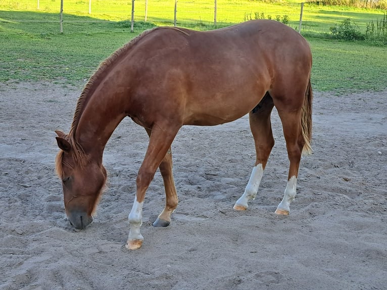 American Quarter Horse Stute 1 Jahr 153 cm Fuchs in Weste