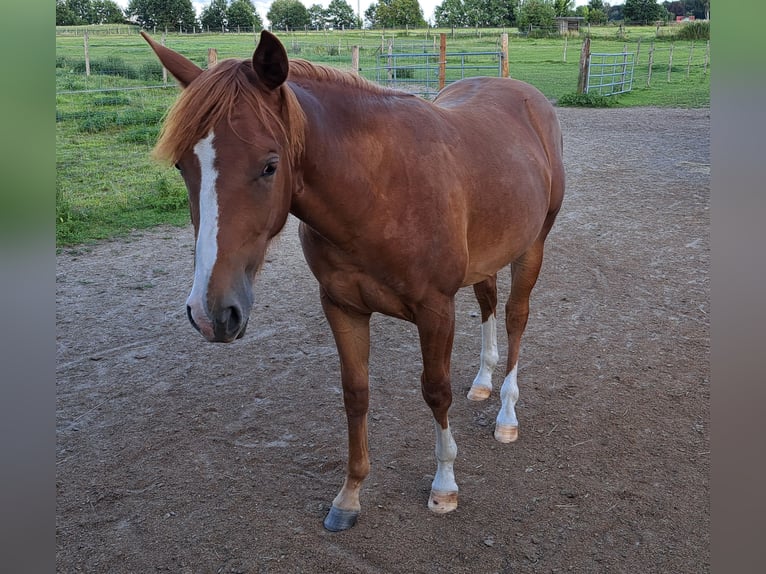 American Quarter Horse Stute 1 Jahr 153 cm Fuchs in Weste