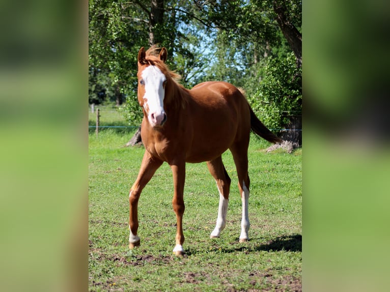 American Quarter Horse Stute 1 Jahr 153 cm Fuchs in Stade