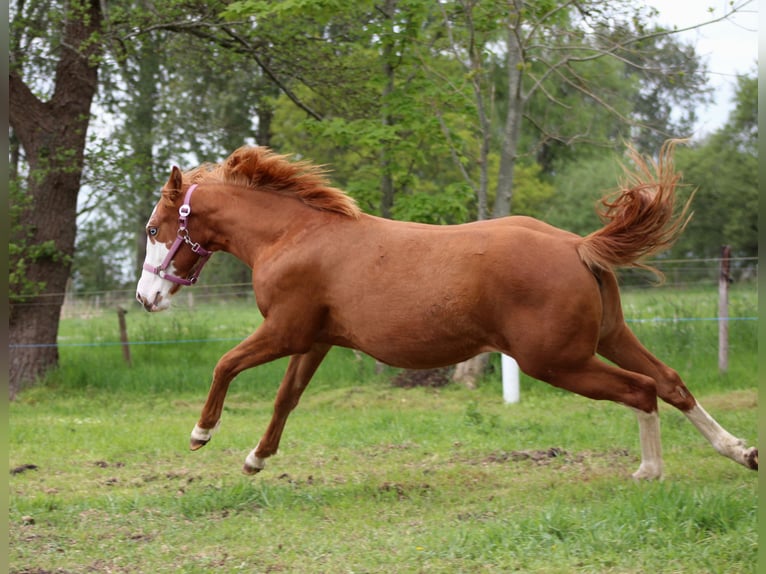 American Quarter Horse Stute 1 Jahr 153 cm Fuchs in Stade