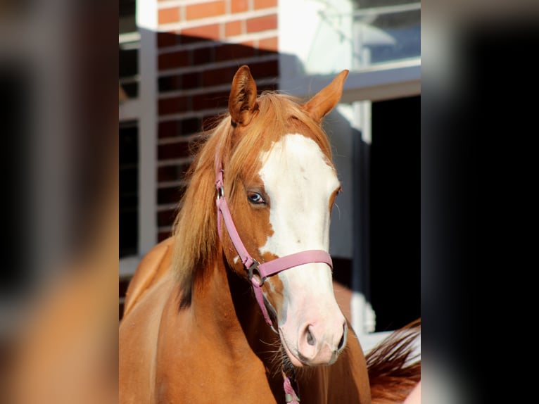 American Quarter Horse Stute 1 Jahr 153 cm Fuchs in Stade