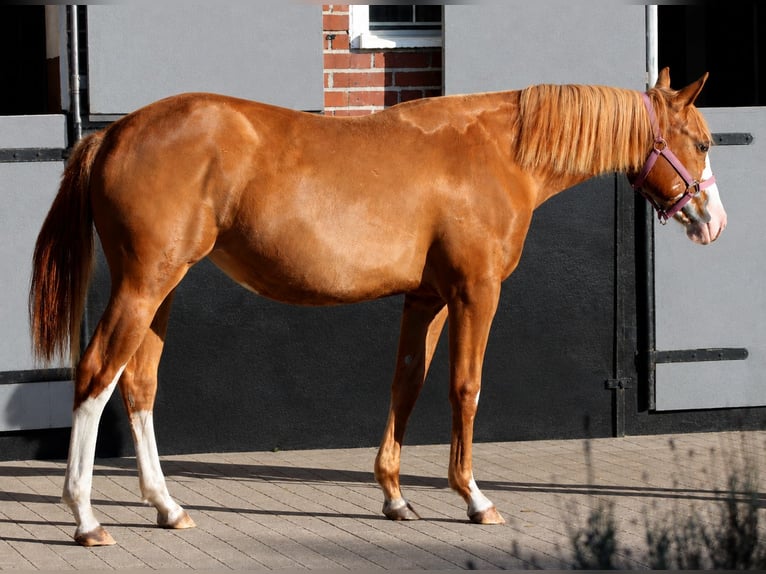 American Quarter Horse Stute 1 Jahr 153 cm Fuchs in Stade