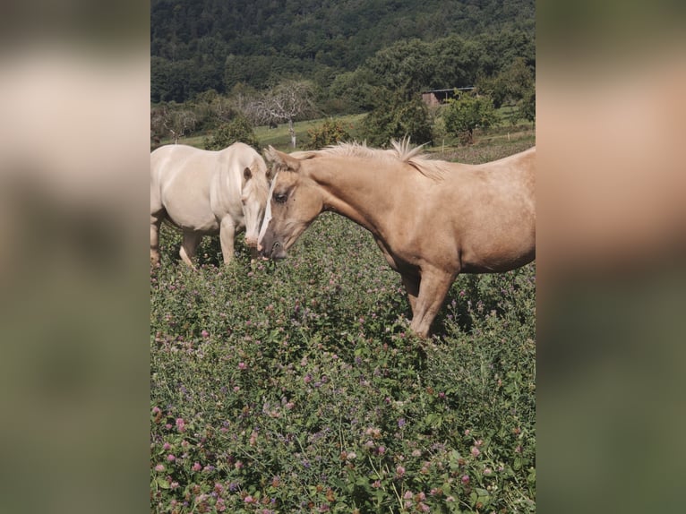 American Quarter Horse Stute 1 Jahr 153 cm Palomino in Klingenberg am Main