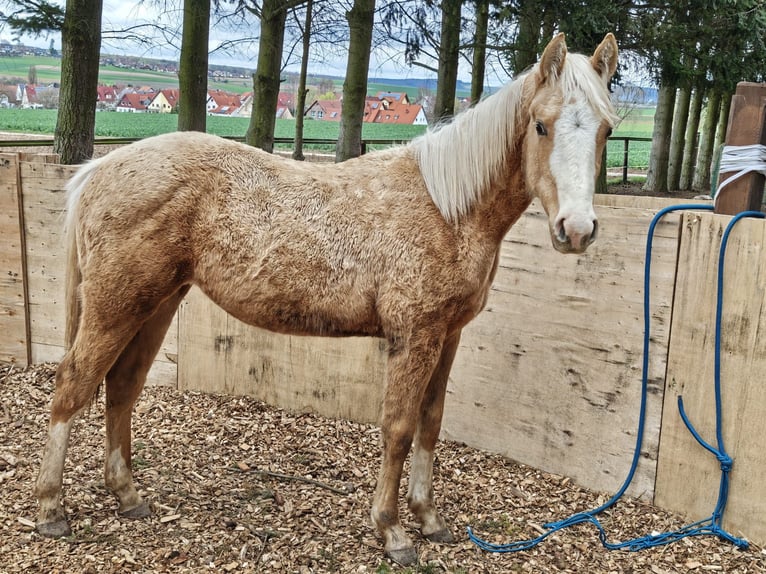 American Quarter Horse Stute 1 Jahr 153 cm Palomino in Klingenberg am Main